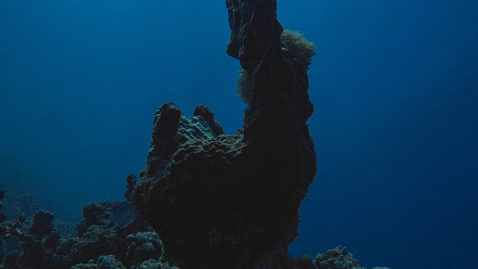 Full-Day Diving with 2 Dives, Gear & Lunch